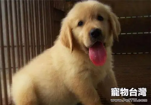 黃金獵犬多大可以驅蟲