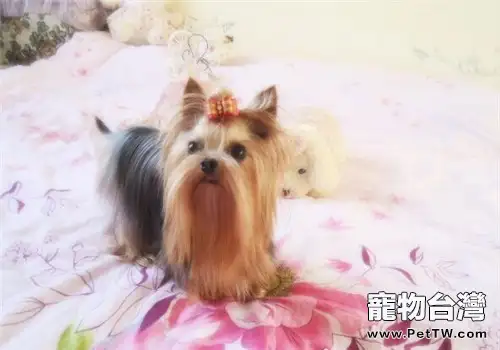 如何消除寵物身上的靜電