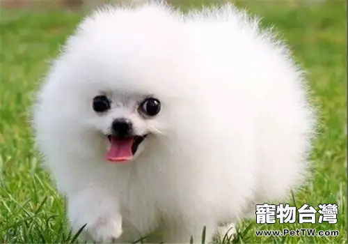 博美 犬(松鼠狗)的品種簡介(1圖)-寵物台灣