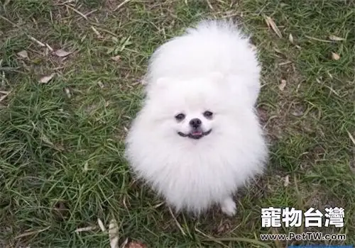 博美 犬(松鼠狗)的養護知識(1圖)-寵物台灣