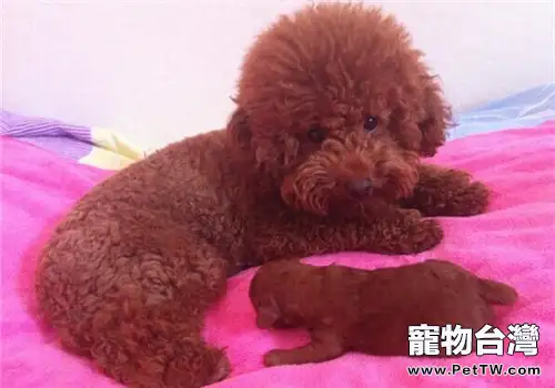 如何正確的餵養貴賓犬(1圖)-寵物台灣