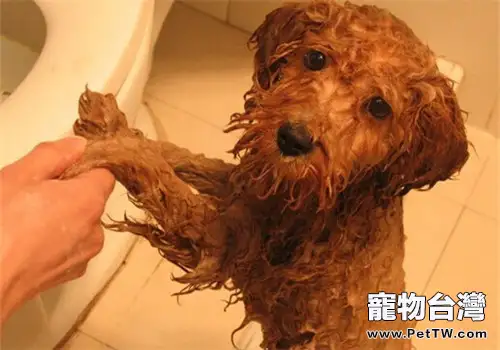 如何正確的給貴賓狗狗洗澡