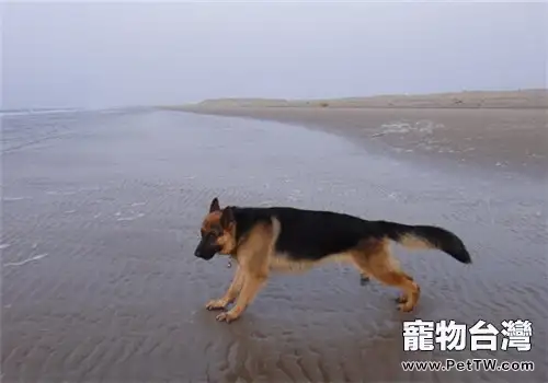 德國牧羊犬的品種簡介