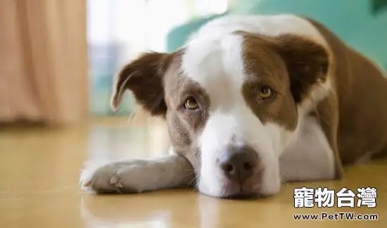 讓寵物狗性格開朗起來辦法(1圖)-寵物台灣