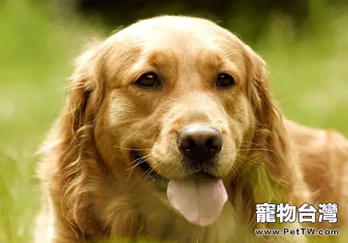 【測試】你家狗狗是否有挑食傾向