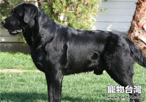 拉布拉多獵犬的性格特點(1圖)-寵物台灣