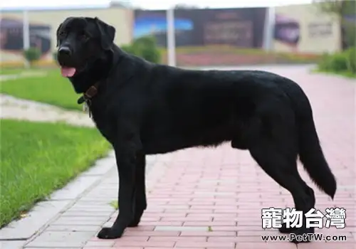 拉布拉多獵犬的養護知識（1圖）-寵物台灣