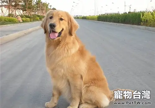 黃金獵犬的品種簡介