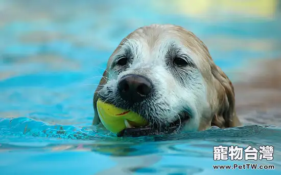 狗狗也需要定期鍛煉身體