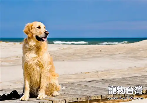 黃金獵犬的養護知識