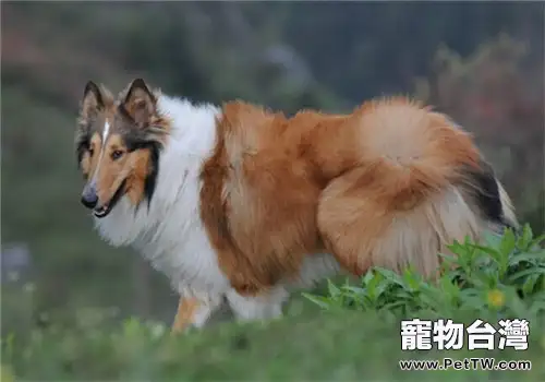 蘇格蘭牧羊犬的品種簡介