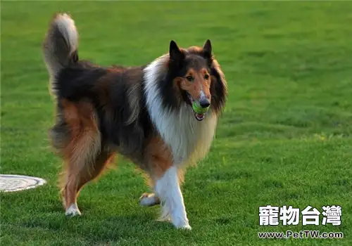 蘇格蘭牧羊犬的形態特徵(1圖)-寵物台灣