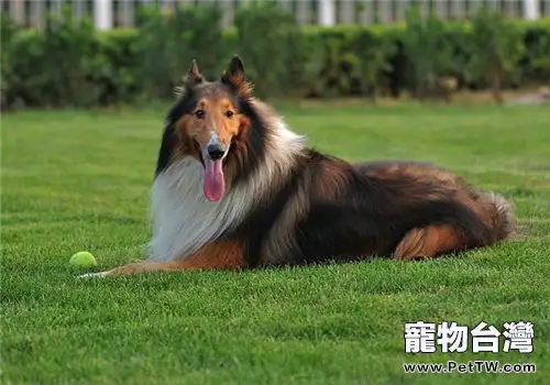 蘇格蘭牧羊犬的性格特點(1圖)-寵物台灣