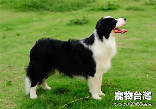 邊境牧羊犬的形態特徵（1圖）-寵物台灣