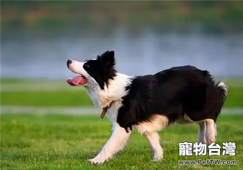 邊境牧羊犬的性格特點