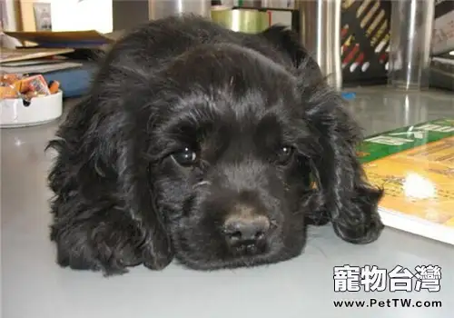 美國可卡犬的品種簡介(1圖)-寵物台灣