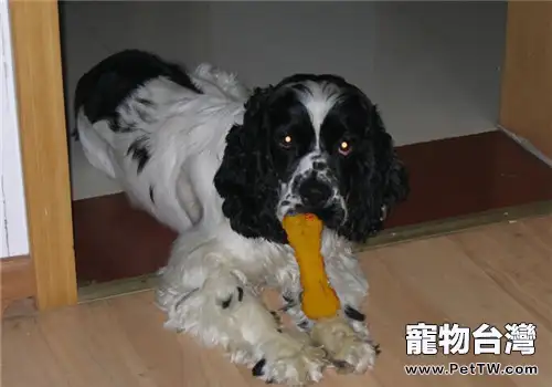 美國可卡犬的形態特徵