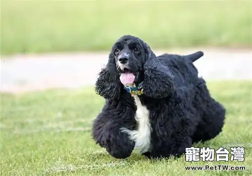 美國可卡犬的性格特點