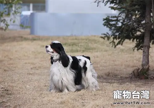 美國可卡犬的養護知識