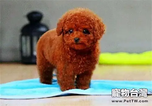 貴賓犬的品種簡介（1圖）-寵物台灣