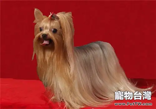 約克夏的品種簡介