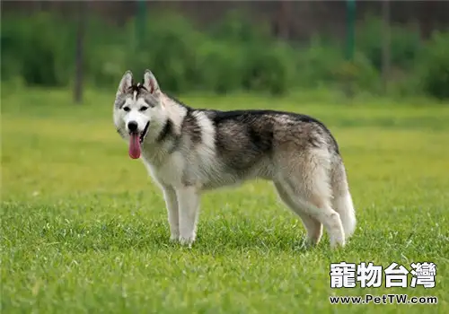 哈士奇的養護知識
