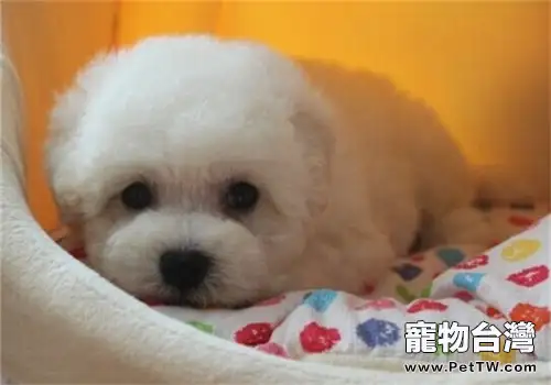 比熊 犬（卷毛比雄犬）的形態特徵（1圖）-寵物台灣