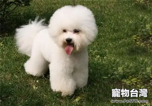 比熊 犬(卷毛比雄犬)的養護知識(1圖)-寵物台灣