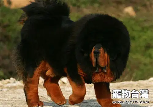 藏獒的品種簡介(1圖)-寵物台灣