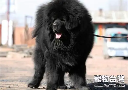 藏獒的形態特徵(1圖)-寵物台灣