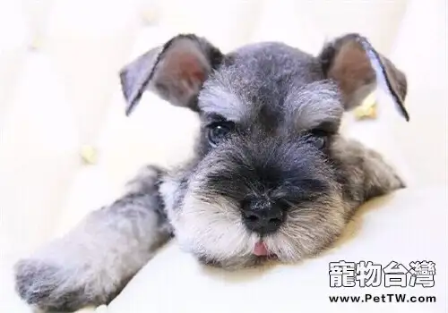 迷你雪納瑞的品種簡介（1圖）-寵物台灣