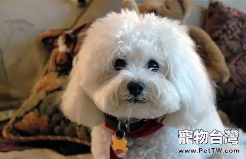 比熊 犬(卷毛比雄犬)的優缺點有哪些(1圖)-寵物台灣
