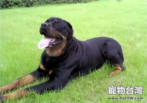 羅威那犬的品種簡介