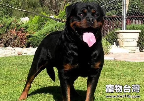 羅威那犬的形態特徵(1圖)-寵物台灣