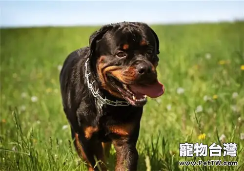 羅威那犬的性格特點(1圖)-寵物台灣