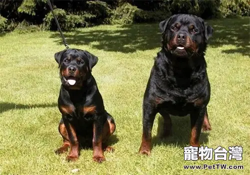 羅威那犬的養護知識(1圖)-寵物台灣