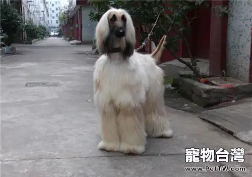 阿富汗獵狗的養護知識