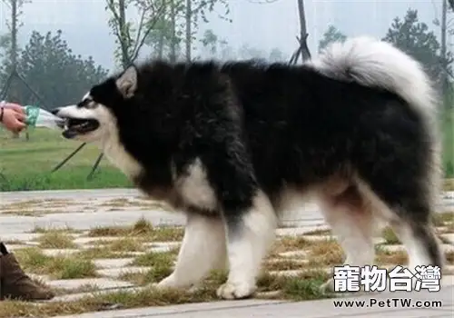 阿拉斯加雪橇犬的品種簡介(1圖)-寵物台灣