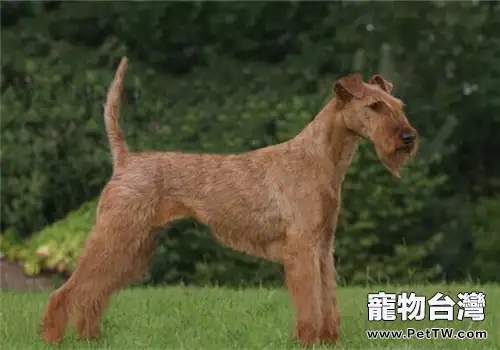 愛爾蘭梗的品種簡介(1圖)-寵物台灣