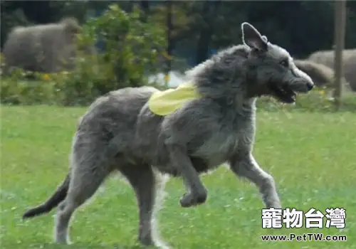 愛爾蘭獵狼犬的品種簡介