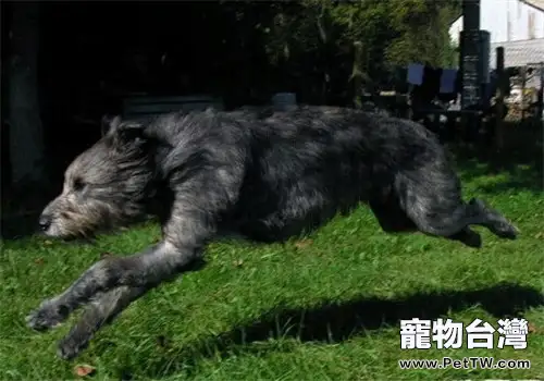 愛爾蘭獵狼犬的形態特徵