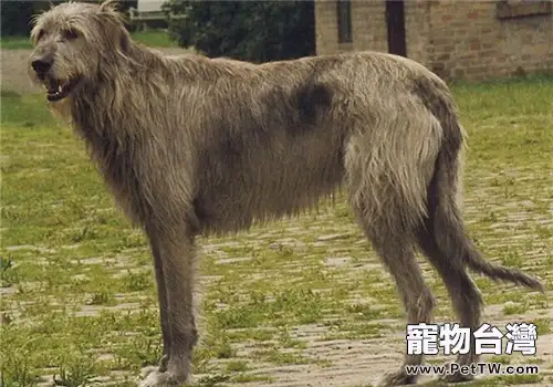 愛爾蘭獵狼犬的餵食要點（1圖）-寵物台灣