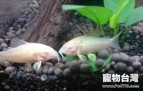 白鼠魚的外形特徵