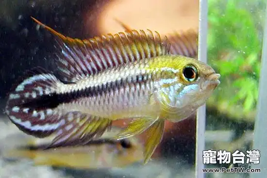 挑選短鯛魚時要注意什麼