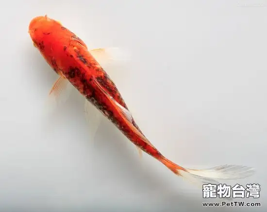 哪些因素會影響金魚產卵