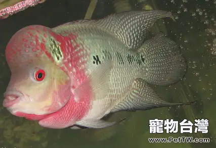 羅漢魚身上長白點怎麼辦(1圖)-寵物台灣
