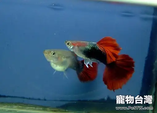 孔雀魚水族箱的怎麼佈置