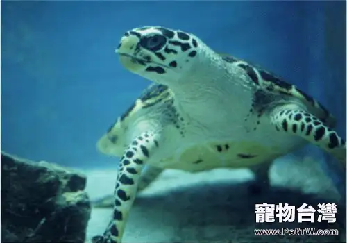 玳瑁的形態特徵(1圖)-寵物台灣