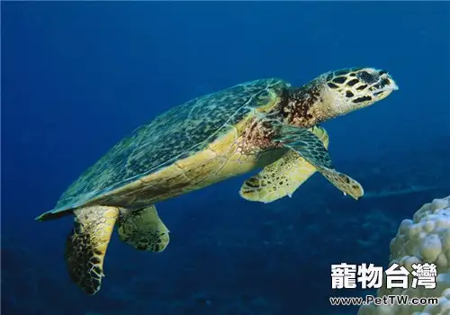 玳瑁的食物選擇(1圖)-寵物台灣