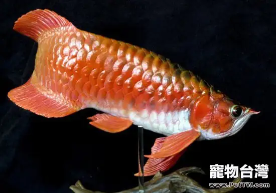 怎樣區分過背金龍魚和紅尾金龍魚 (1圖)-寵物台灣